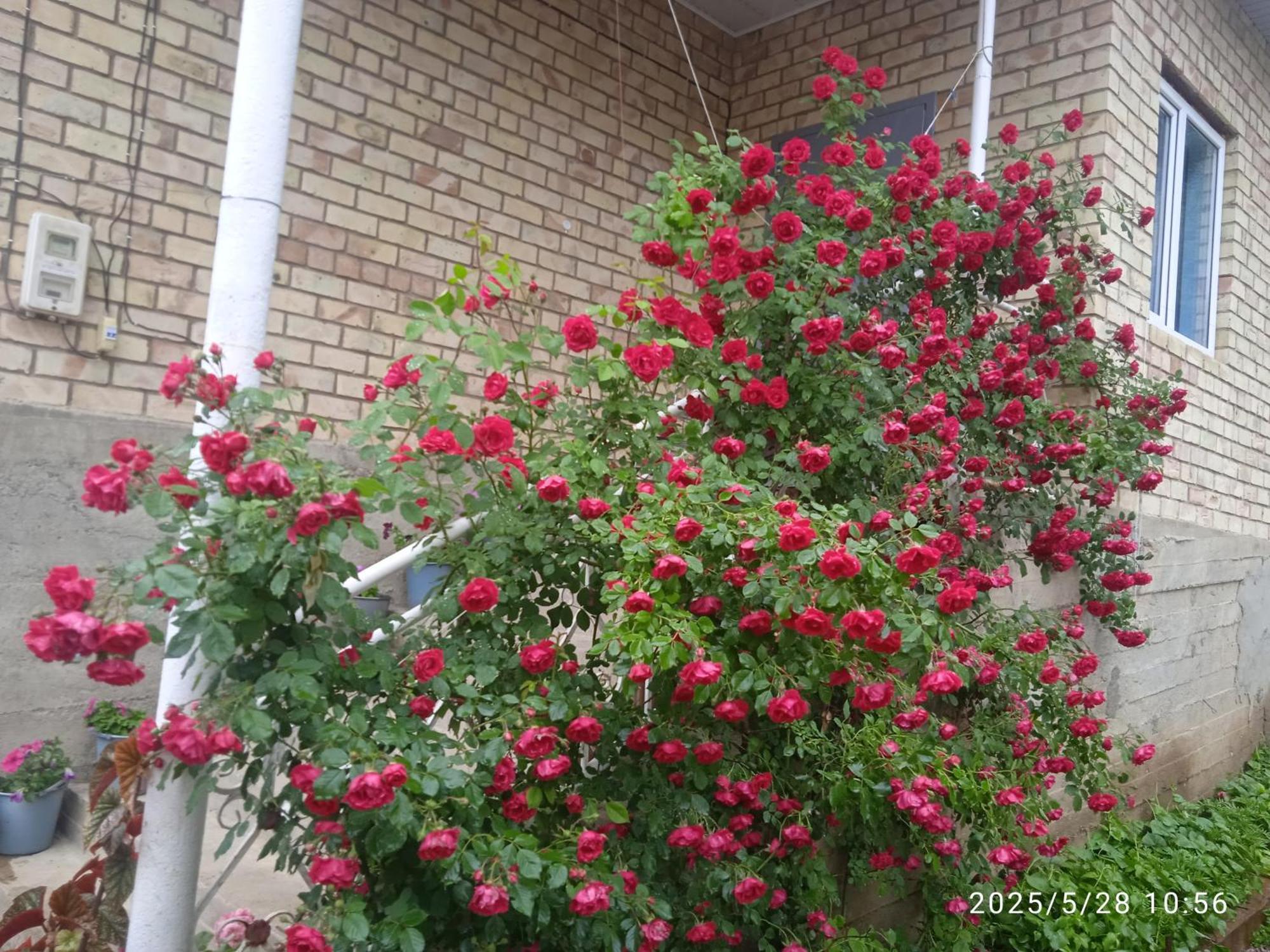 Guest House Kyzyl Alma Arkit Exterior photo